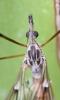 Tipula sp.